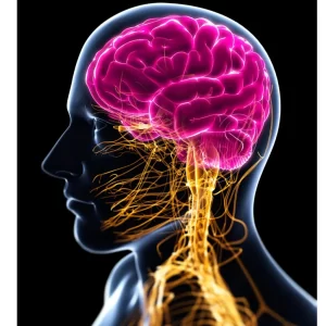 Sistema Nervioso y Cerebro